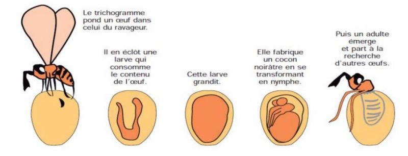 Fichier:Tricho.jpg