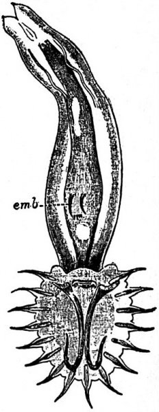 Fichier:Gyrodactylus elegans.jpg