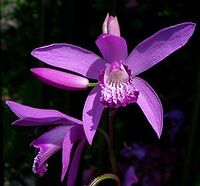 "Fleur de Bletilla Striata" © KENPEI - GFDL, Creative Commons Attribution ShareAlike 2.1 License Japon