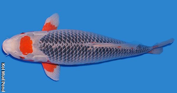 Fichier:Maruten asagi KOIMUDPOND.jpg