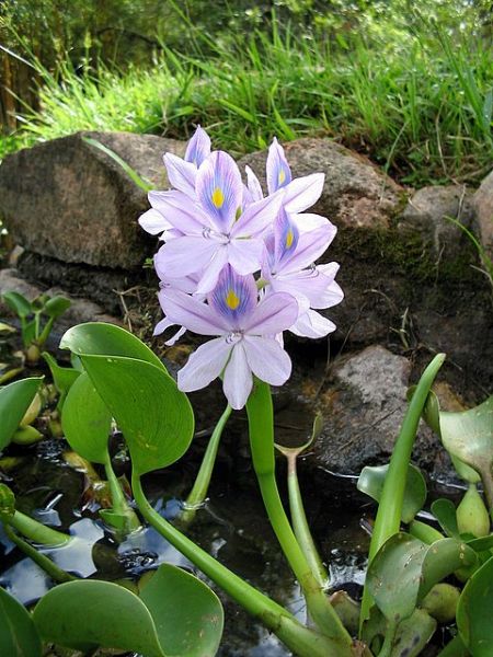 Fichier:Eichhornia crassipes.jpg