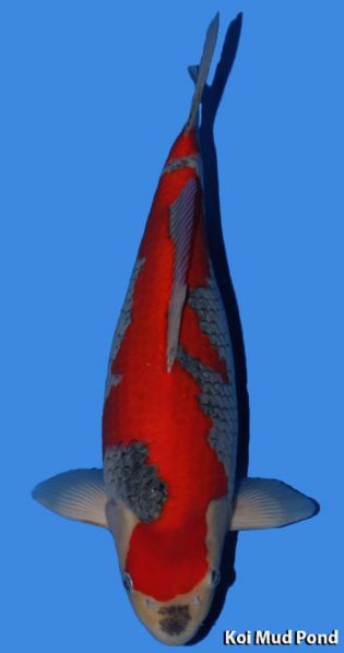 Fichier:Koimudpond Goshiki.jpg