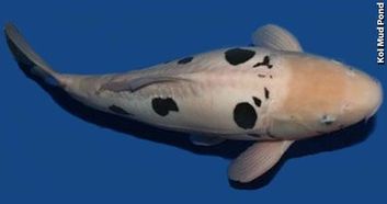 Fichier:Doitsu bekko KOIMUDPOND.jpg