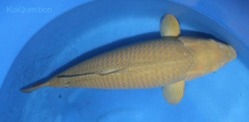 Chagoï