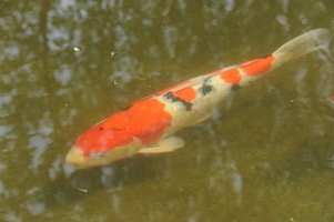 KOi DSC 3254