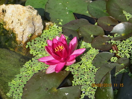 Nymphaea ‘Perry’s baby red’ 