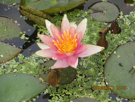 Nymphaea Little Sue (2)