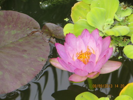 Nymphaea Siam Purple 1