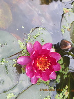 Nymphaea Perry's Baby Red 27052014