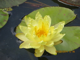 Nymphaea Joey Tomocik