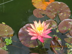 Nymphaea Wanvisa