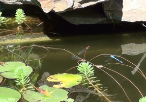 2014 05 17 Demoiselles rouges et bleue