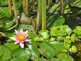 Nymphaea Little Sue et grenouille