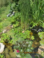 Nymphaea Little Sue, Perry's Baby Red et typha