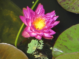 Nymphaea Siam Purple 2