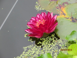 Nymphaea Manee Red