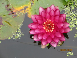 Nymphaea Manee Red