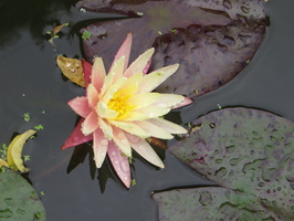 Nymphaea ‛Gregg's Orange Beauty'