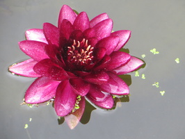 Nymphaea Almost Black