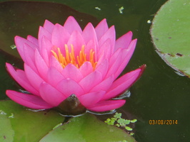 Nymphaea Mayla