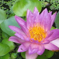 Nymphaea Siam Purple 2