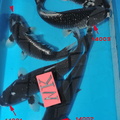 fre 2132  021678100 1531 21102014