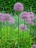 ; 0 alliums