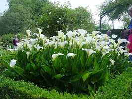 ; 0 arums-blancs-sissinghurst-zoom