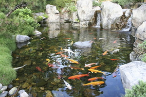 ; idee-bassin-a-koi-pierres