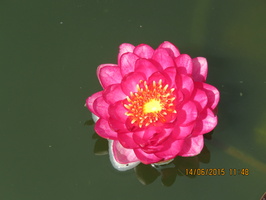 Nymphaea Manee Red