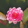 Nymphaea Siam Rose