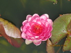 Nymphaea Siam Rose