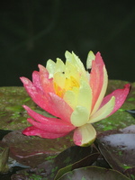 Nymphaea Wanvisa