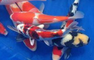 ; euregio koi show 2015.