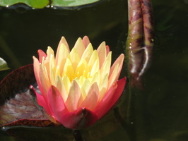 Nymphaea ‛Gregg's Orange Beauty'