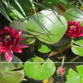 Nymphaea Black Princess