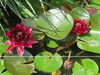 Nymphaea Black Princess