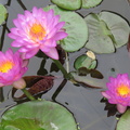 Nymphaea Siam Purple 1