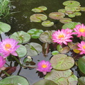 Nymphaea Siam Purple 1 & Siam Pink 2