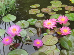 Nymphaea Siam Purple 1 & Siam Pink 2