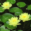 Nymphaea Joey Tomocik