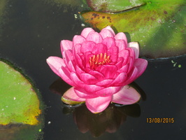 Nymphaea Siam Rose