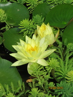 Nymphaea Joey Tomocik