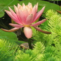 Nymphaea Colorado