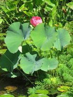 Lotus en début de floraison