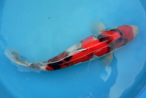 2015 05  Showa  Nogami koi farm 38cm male Nisaï 39cm  (0)