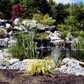 japanese water garden18koi pond fs