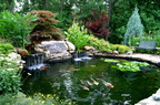 Koi-Pond-and-Award-Winning-Landscape-21-e1382058886786