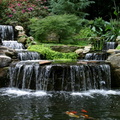 Koi-Pond-and-waterfalls-e1381884512652