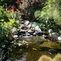 Natural-look-of-the-koi-pond-adds-to-the-beauty-of-the-landscape